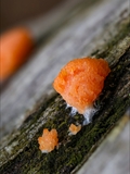 Tubulifera arachnoidea (Synonym: Tubifera ferruginosa) ist im jungen Zustand zuerst weiß, dann orangerot bis scharlachrot und erinnert in dieser Phase an eine Himbeere. Vor der Reife dann dunkelbraun bis schwarz.
